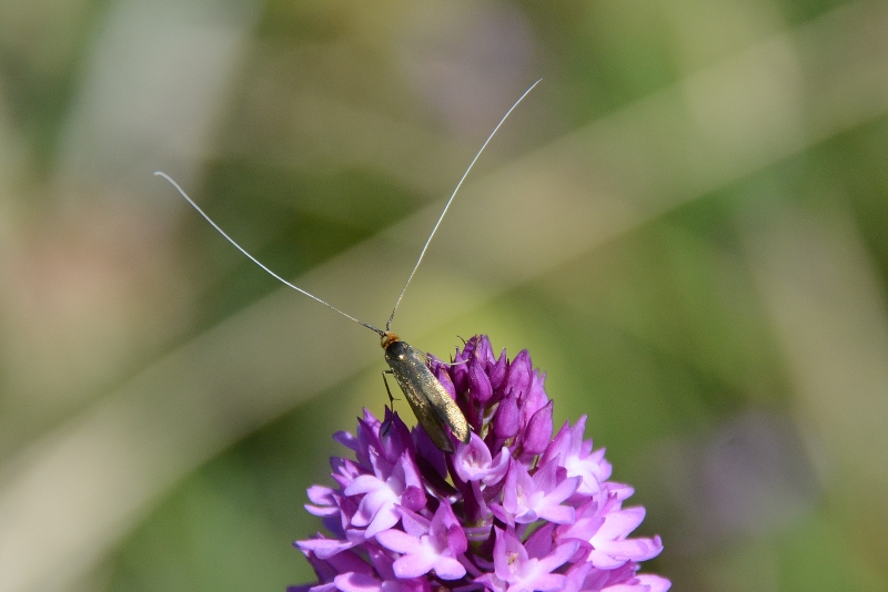 Adela reaumurella ?